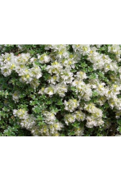 Пароніхія капела